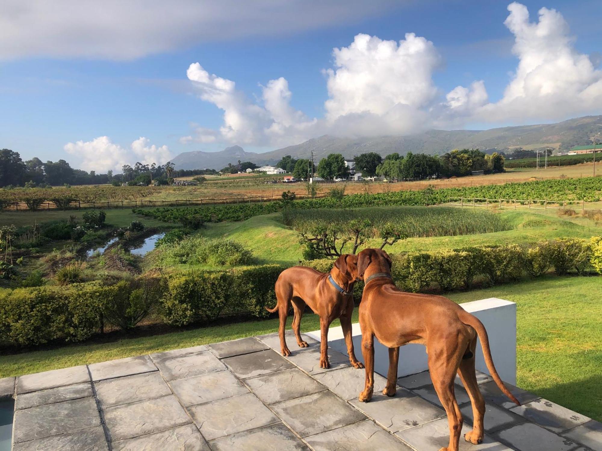 Hotel Tempel Wines Paarl Esterno foto