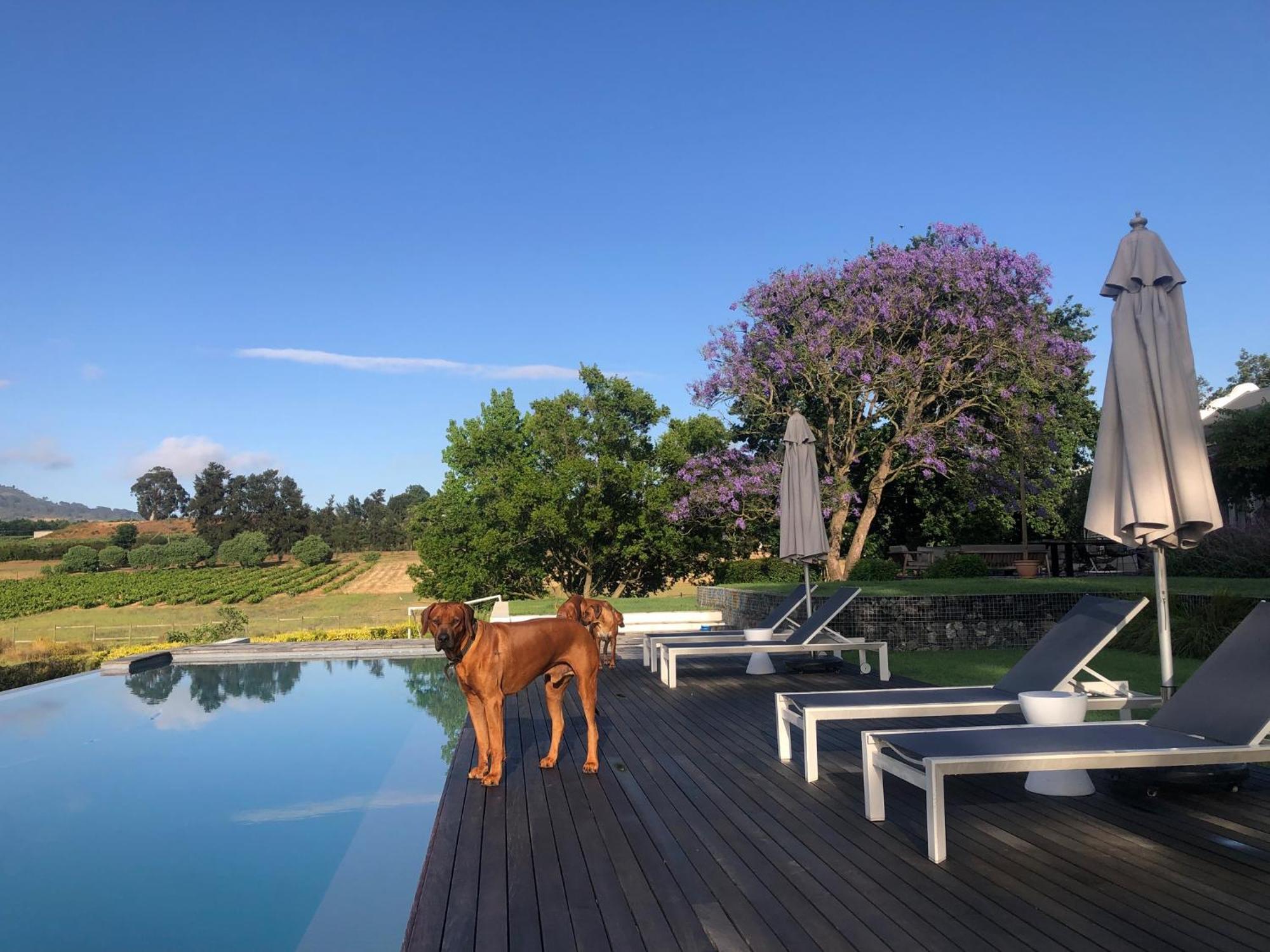 Hotel Tempel Wines Paarl Esterno foto